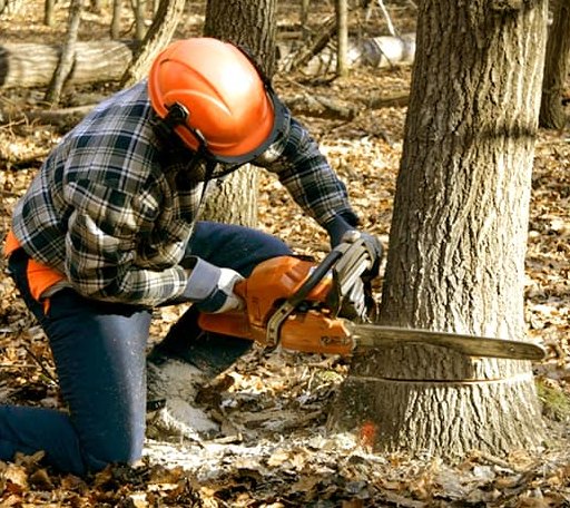 Tree Removal in Sherman, NY